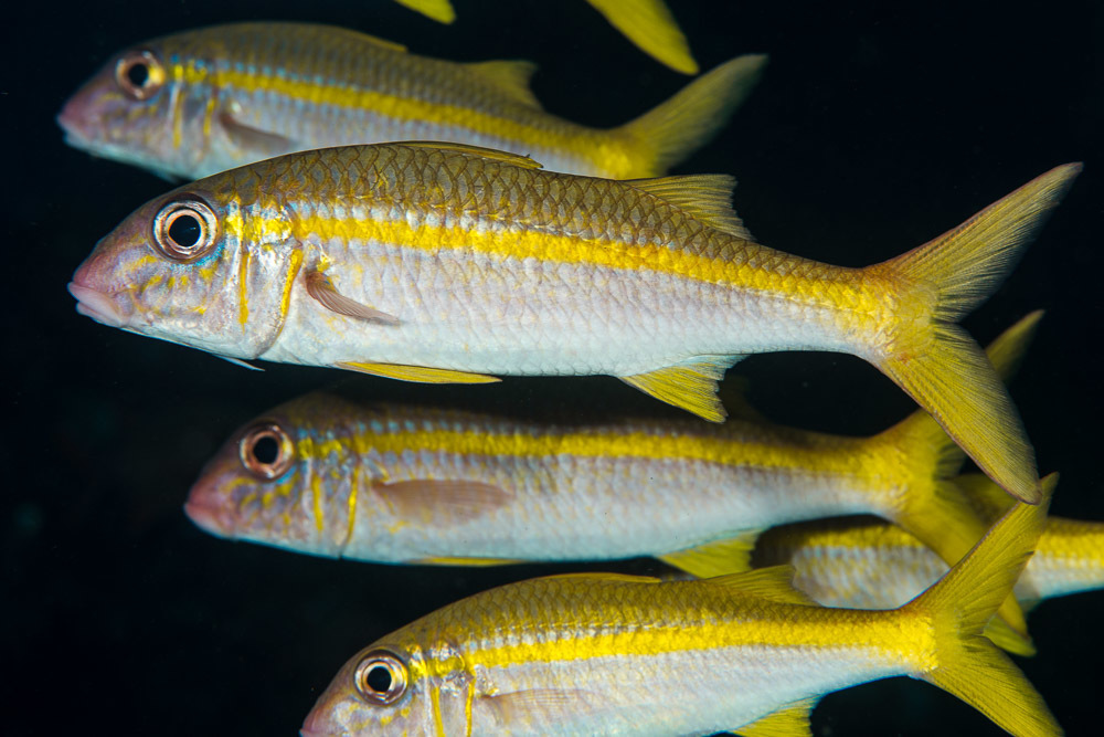 Yellowfin Goatfish (Reef Fish of the Hawaiian Islands) · iNaturalist