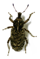 Listroderes difficilis