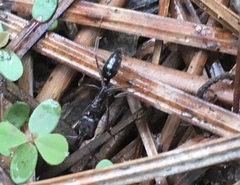 Odontomachus brunneus