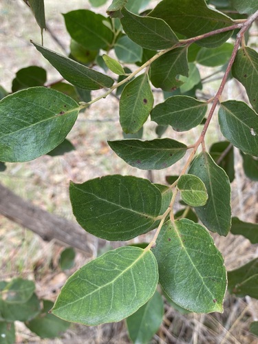 Eucalyptus bensonii L.A.S.Johnson & K.D.Hill