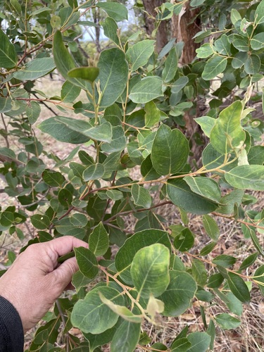Eucalyptus bensonii L.A.S.Johnson & K.D.Hill 2