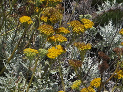 Constancea nevinii
