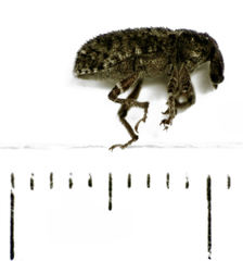 Listroderes difficilis