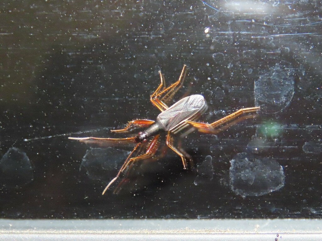 Cnemodus hirtipes