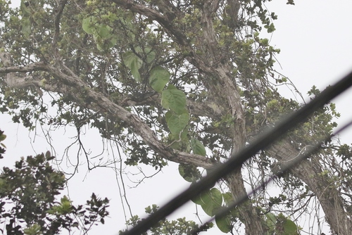 Passiflora ligularis observed 2018-09-14