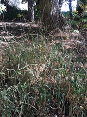 Elymus glaucus glaucus