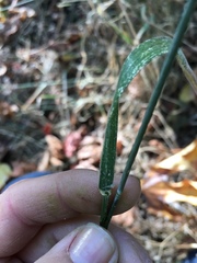 Elymus glaucus glaucus