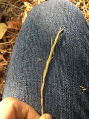 Elymus glaucus glaucus