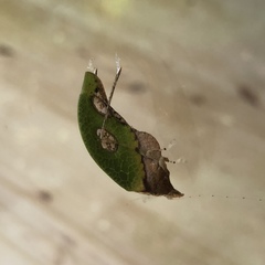 Pycnopalpa bicordata