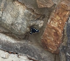 Alypiodes bimaculata