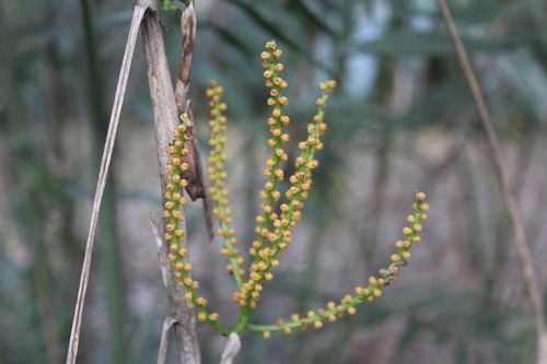 Chamaedorea seifrizii