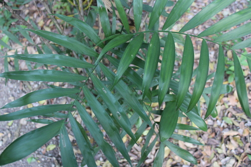 Chamaedorea seifrizii