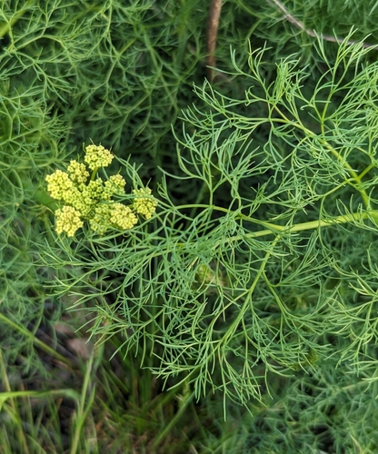 Image of Lomatium klickitatense by (c) Dominic Gentilcore, some rights reserved (CC BY)