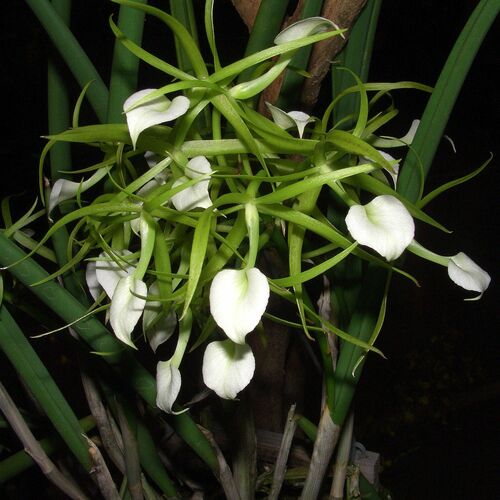Awl-Leaved Brassavola