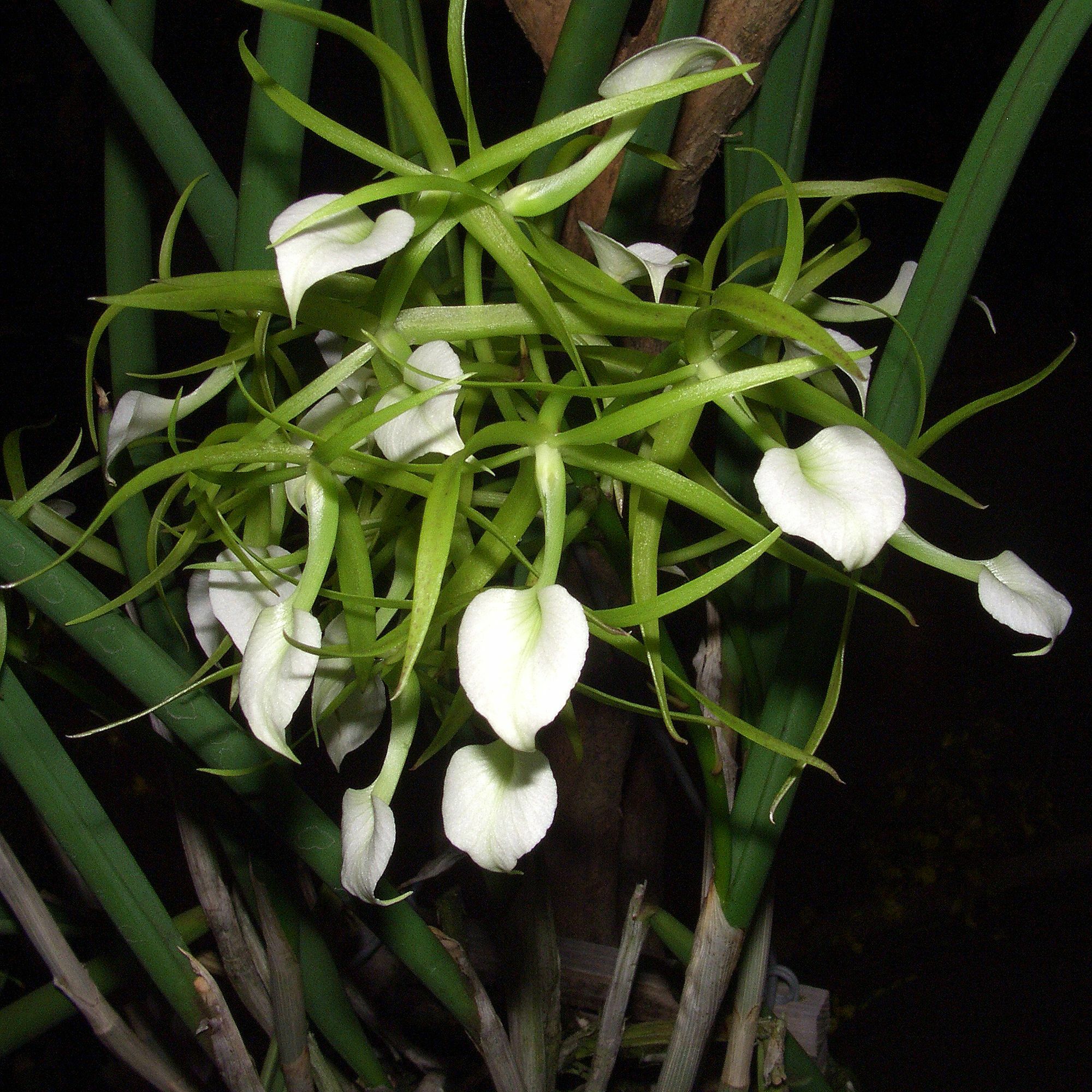 Brassavola subulifolia Lindl.