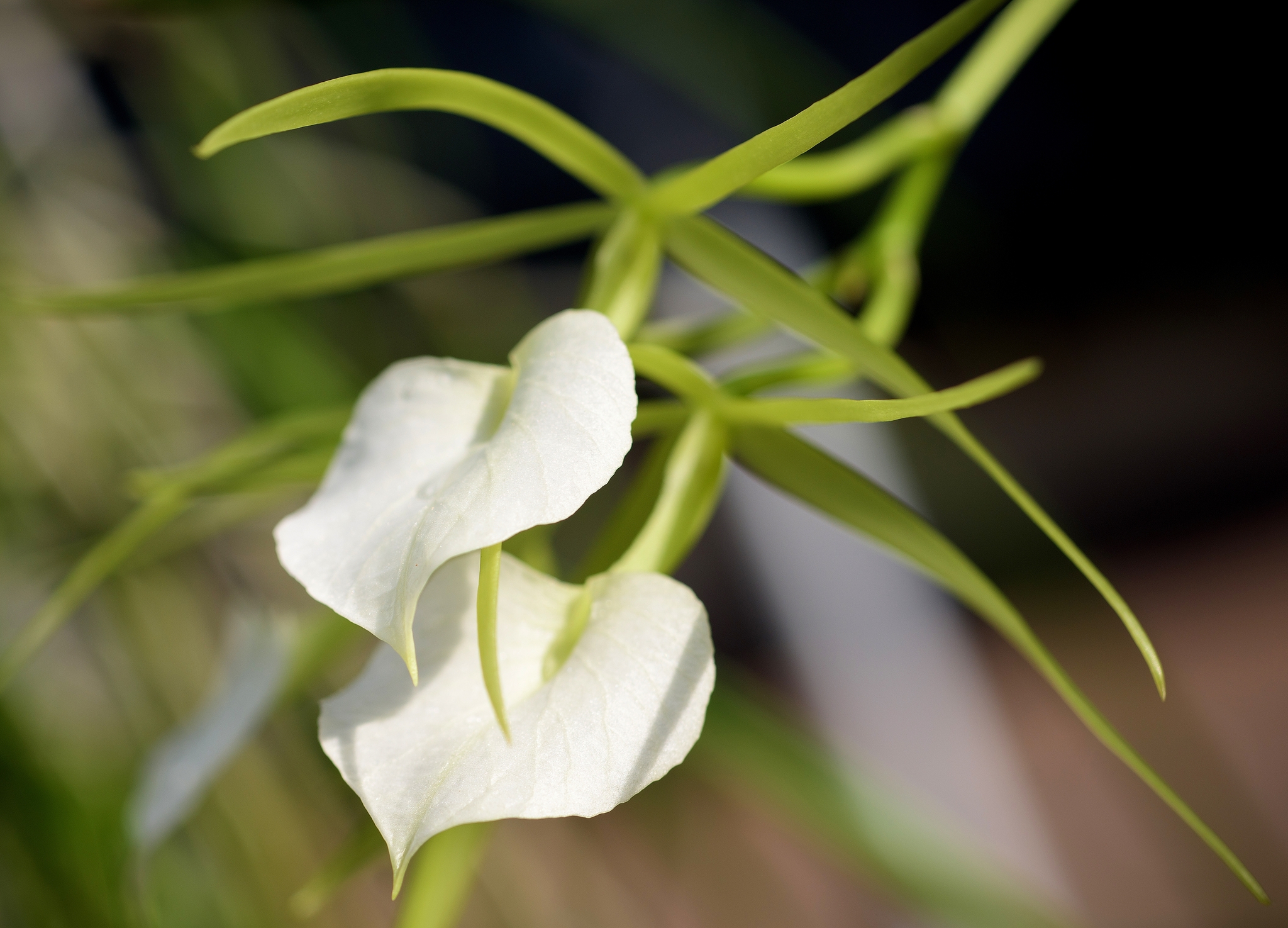 Brassavola subulifolia Lindl. 2