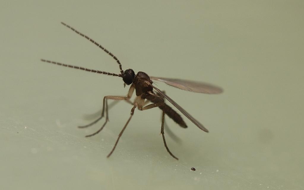 Nematoceran Flies from Kaeo, New Zealand on April 04, 2022 at 06:27 PM ...