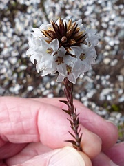 Epacris lanuginosa