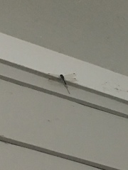 Erythemis simplicicollis