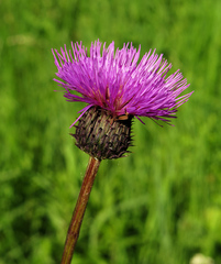 Cirsium serratuloides