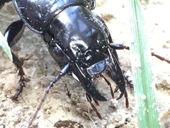 Plocamostethus planiusculus