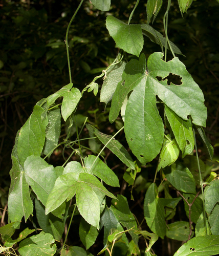 Dalechampia parvifolia var. parvifolia image