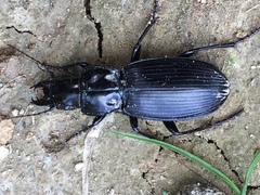 Plocamostethus planiusculus