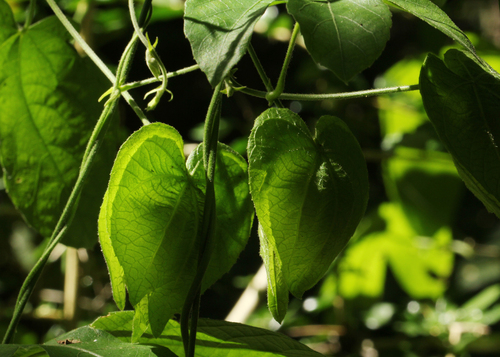 Dalechampia parvifolia var. parvifolia image