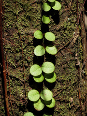 Metrosideros fulgens