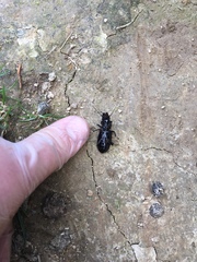 Plocamostethus planiusculus