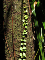 Metrosideros fulgens