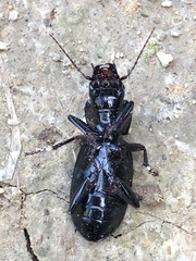 Plocamostethus planiusculus