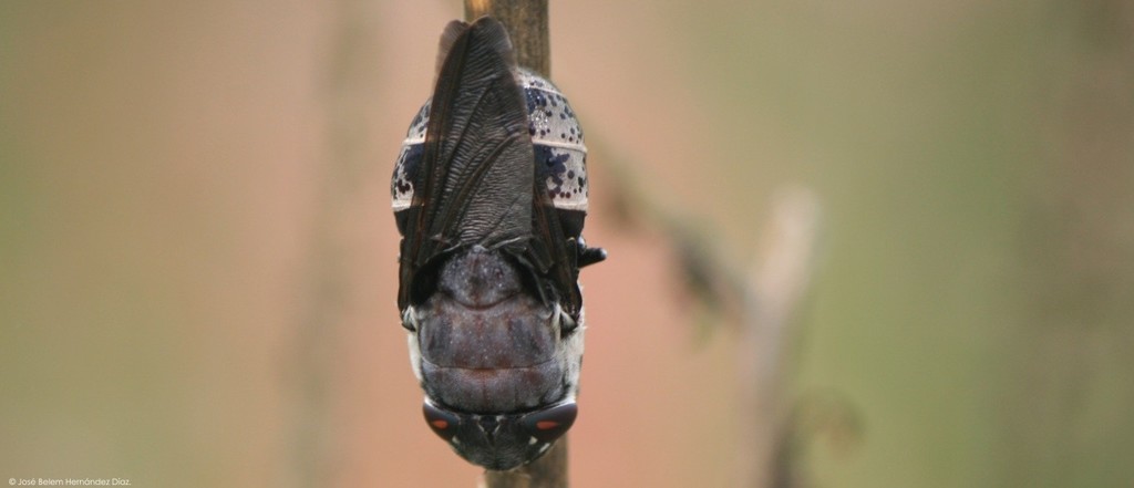 Cuterebra buccata