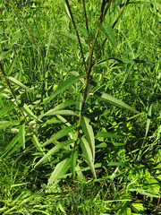 Cirsium serratuloides