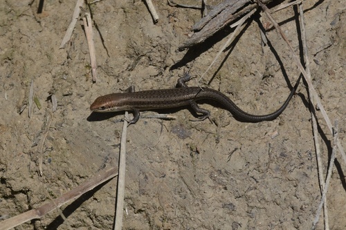 Southern Rainbow-skink