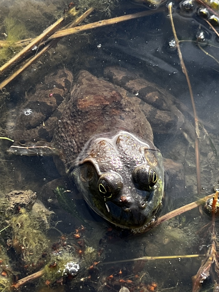 American Bullfrog from Riverbend Pond, Villa Park, IL, US on April 14 ...