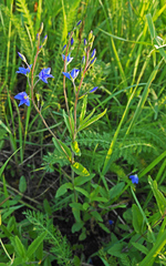 Veronica krylovii