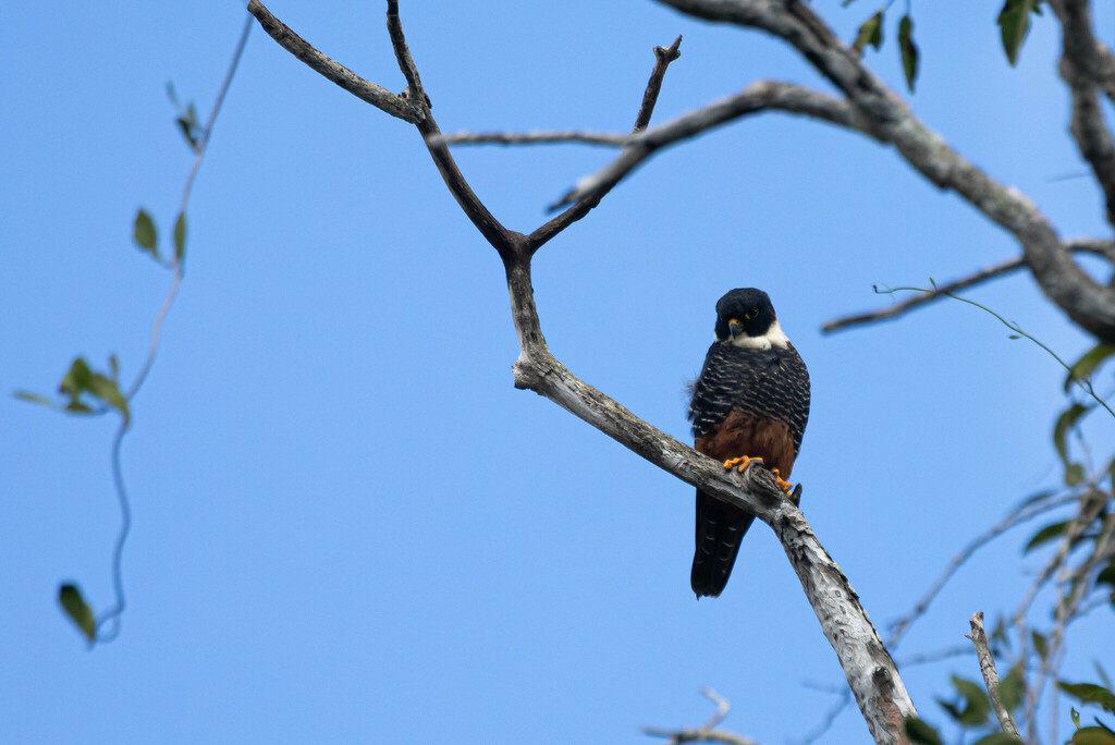 Bat Falcon from Calakmul, Camp., México on January 31, 2023 at 0500 PM