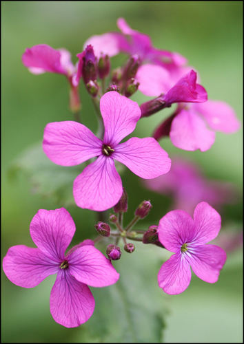Lunaria annua