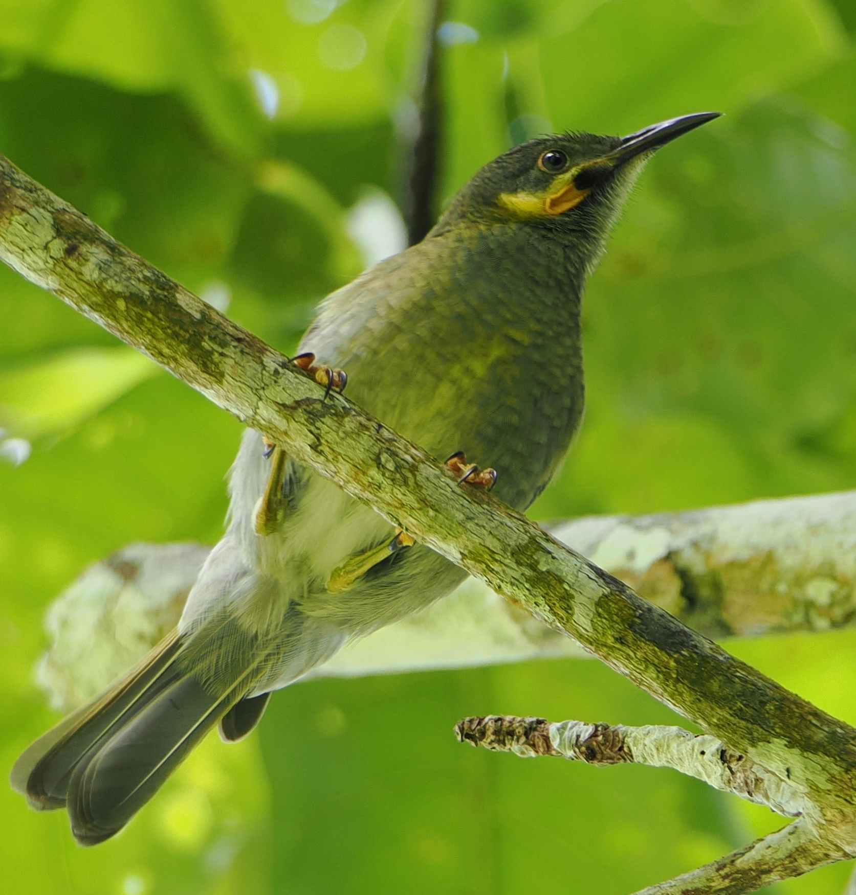 Polynesian Wattled Honeyeater (Foulehaio carunculatus), photo 4