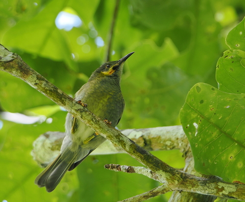 Polynesian Wattled Honeyeater (Foulehaio carunculatus), photo 10