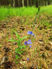 Veronica krylovii