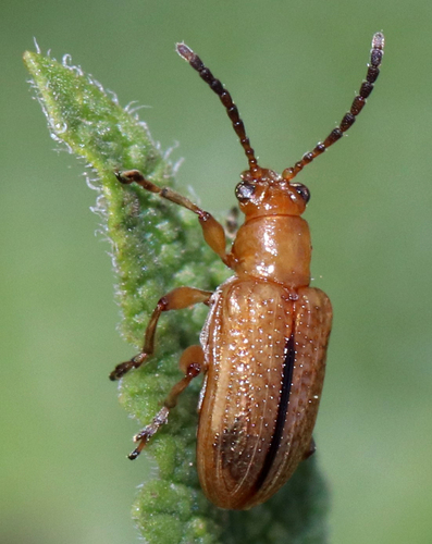 Jacoby's Orange Lema Beetle