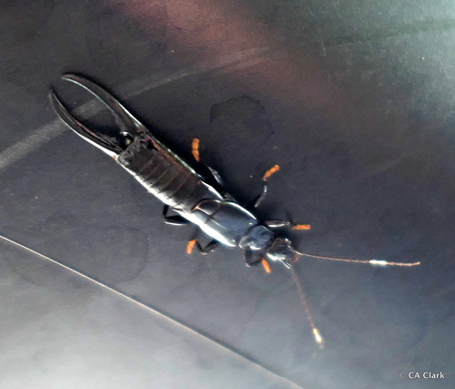 black earwig