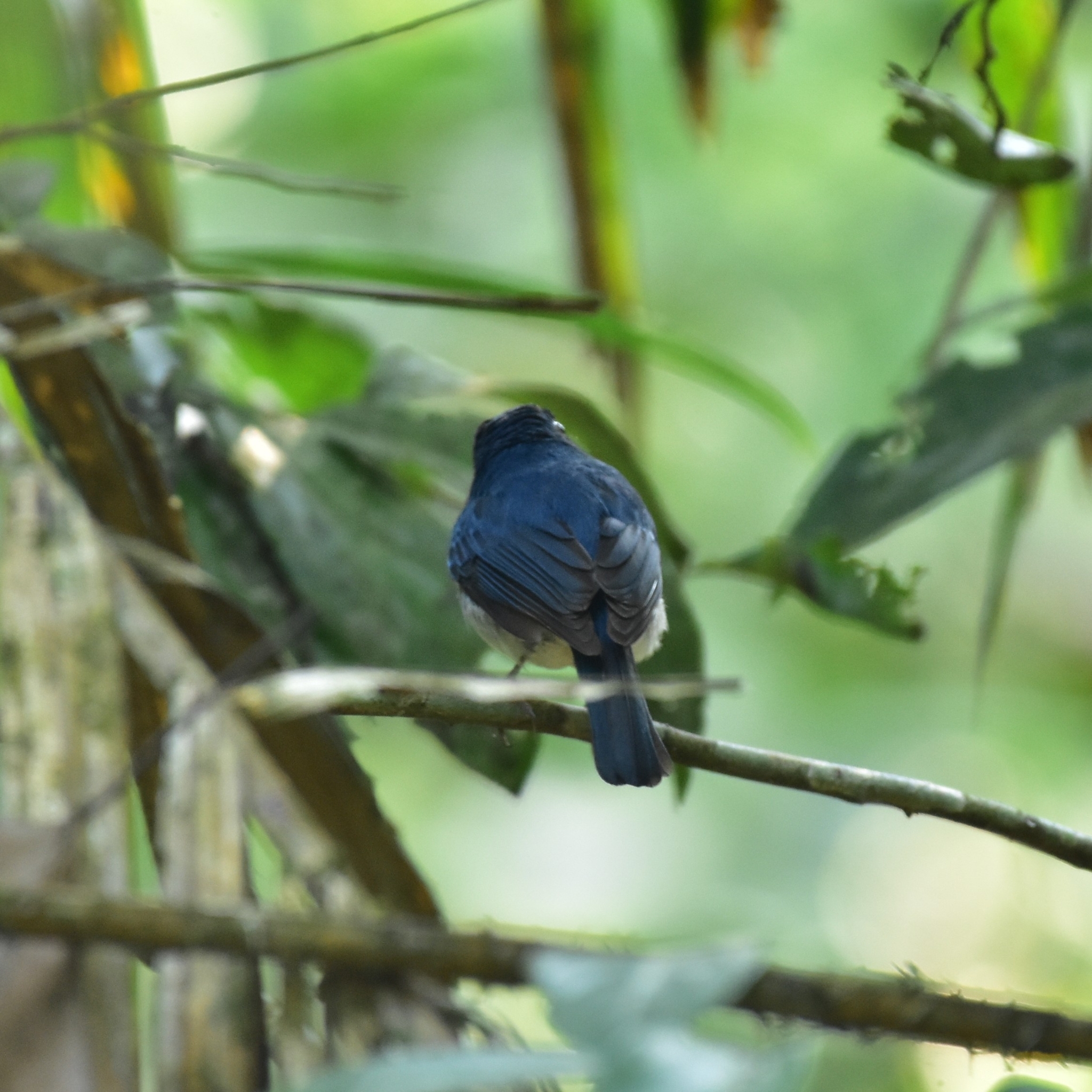 White-bellied Blue Flycatcher (Cyornis pallidipes), photo 6