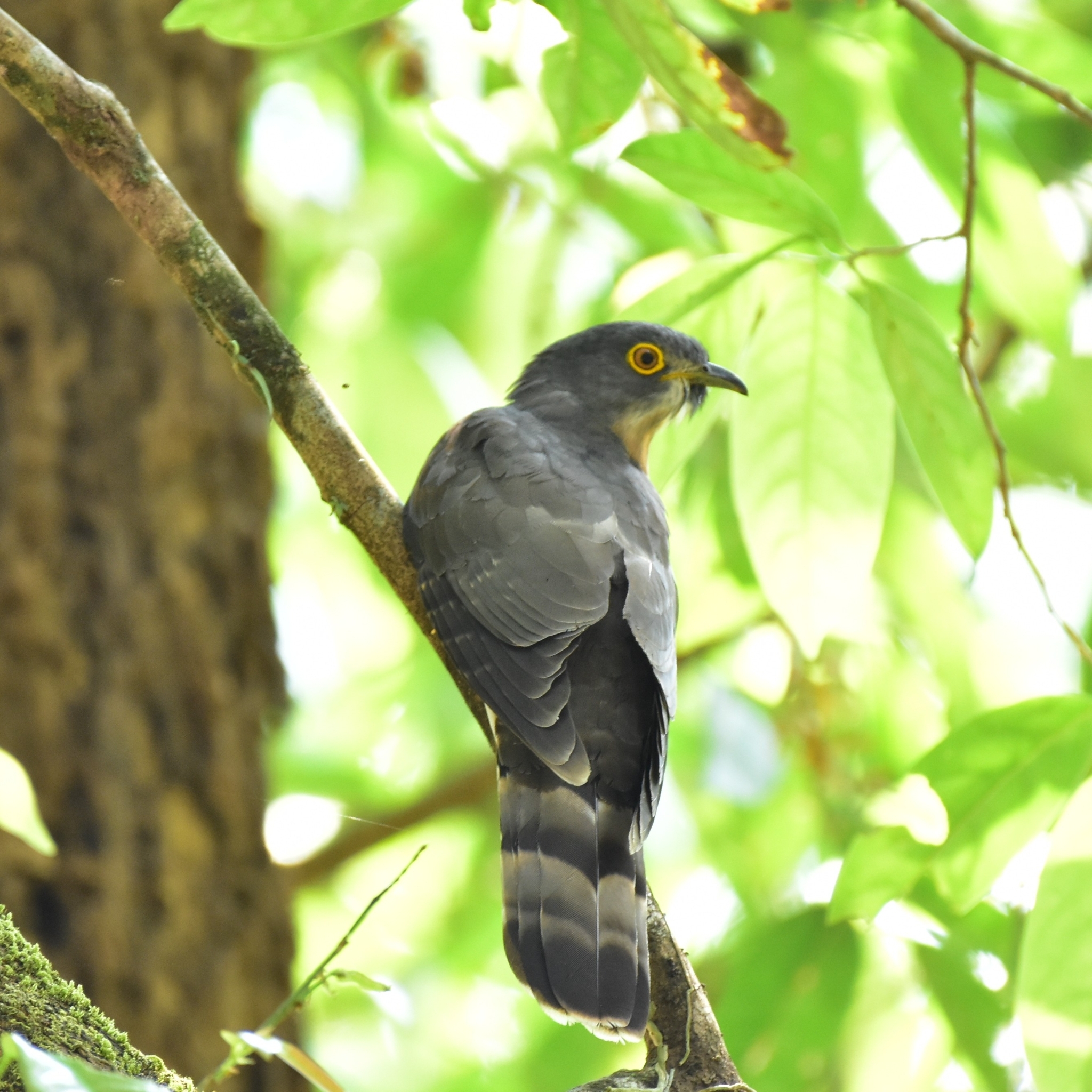Common Hawk-Cuckoo (Hierococcyx varius)