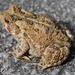 American Toad - Photo (c) Gerry Salmon, some rights reserved (CC BY-NC), uploaded by Gerry Salmon