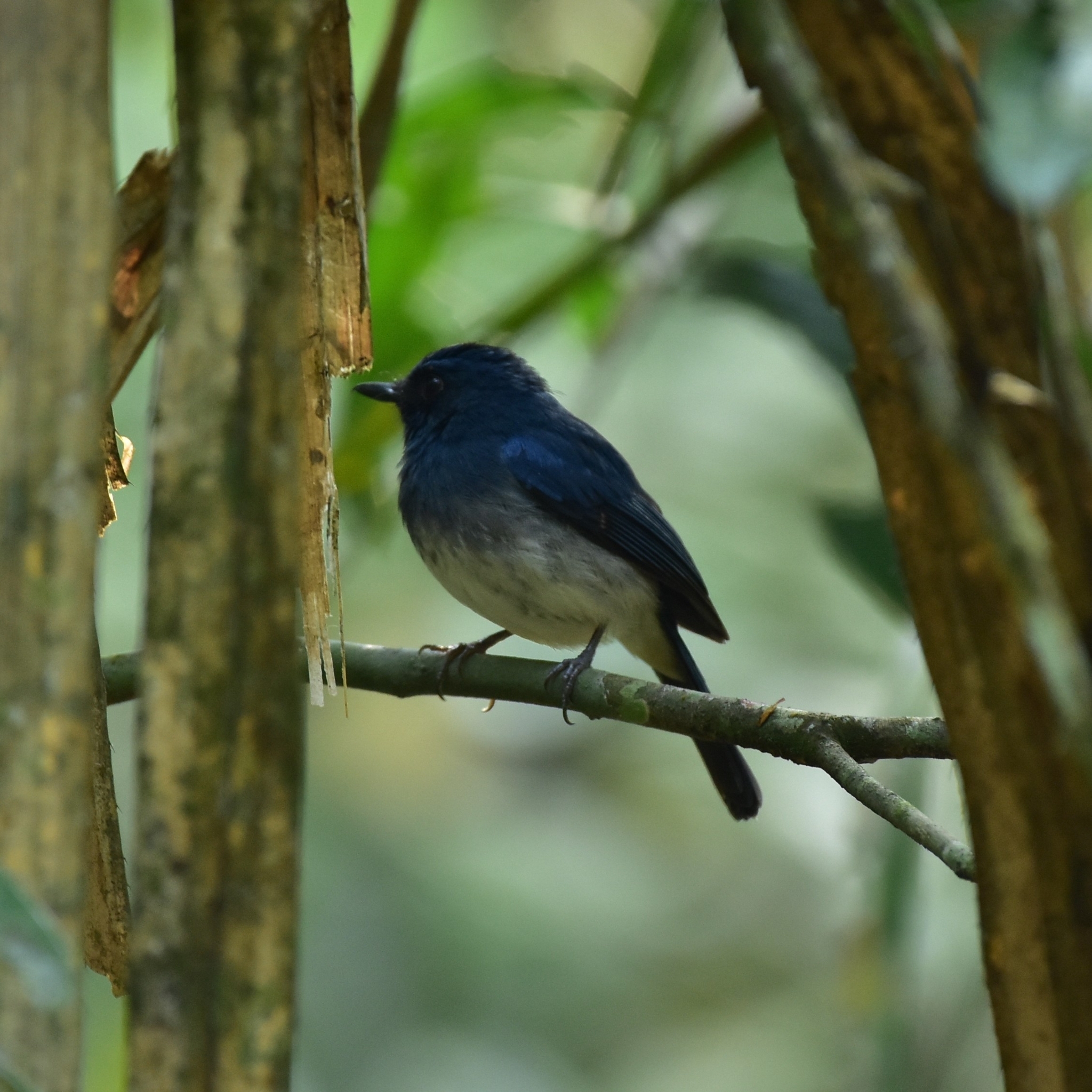 White-bellied Blue Flycatcher (Cyornis pallidipes), photo 5