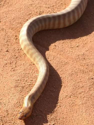 Photo of a Woma (Aspidites ramsayi)