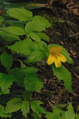 Erythranthe dentata
